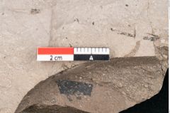 Foto (Detailansicht) von Ficus tenuinervis Ettingshausen (NHMW-GEO-2024-0188-7984)